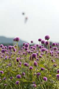 Close-up of thistle blooming against sky