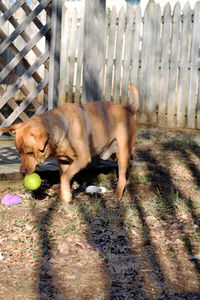 Dog on grass