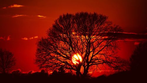 Silhouette bare tree against orange sky