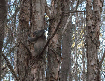 Low angle view of bare trees in forest