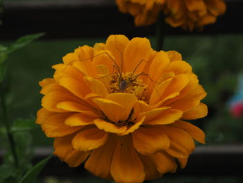 Close-up of yellow flowering plant