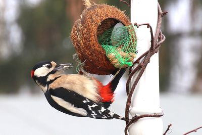 Close-up of bird perching on wall