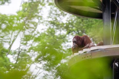 Low angle view of dog looking at camera