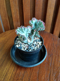 High angle view of succulent plant on table