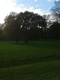 Trees on grassy field