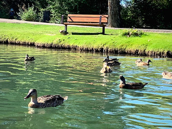 Ducks swimming in lake