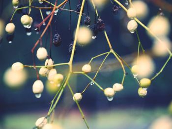 Close-up of berries growing on plant