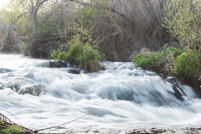 River flowing through forest