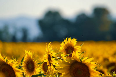Close-up of yellow flowering plant on field