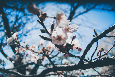 Low angle view of cherry blossoms on tree