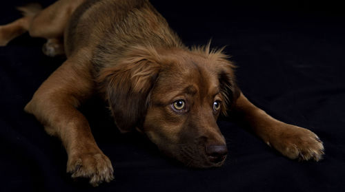 Close-up of dog looking away