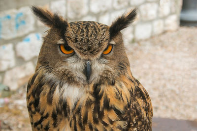 Close-up portrait of owl