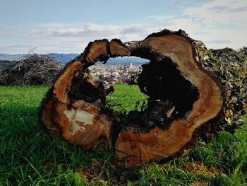 View of damaged tree stump on field