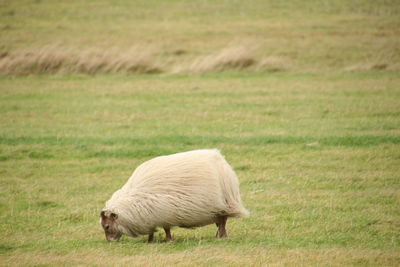 Iceland sheep 