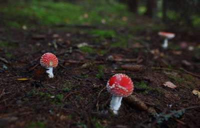 Close-up of fly agaric mushroom on field