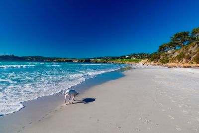 Scenic view of beach against clear blue sky