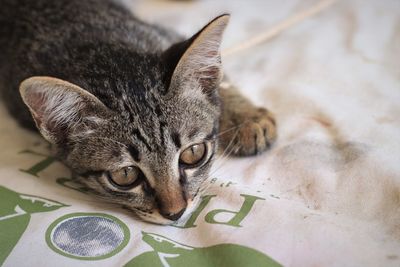 Close-up portrait of a cat