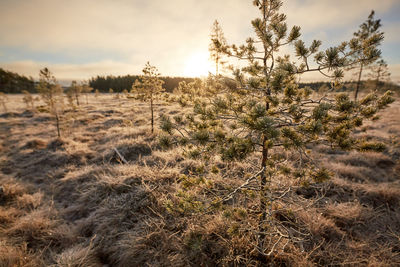 Scenic view of trees on field against sky