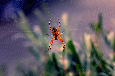 Close-up of spider on web