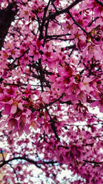 Low angle view of pink flowers