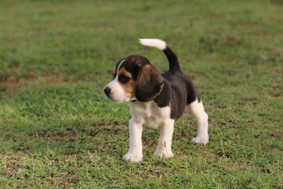 Dog on field