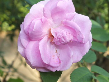 Close-up of pink rose