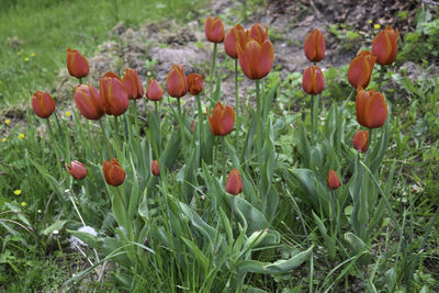 Close-up of red flowering plants on field