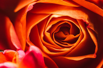 Full frame shot of orange rose