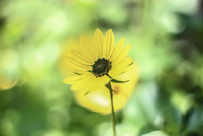 Close-up of yellow flower blooming at park