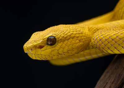 Close-up of snake against black background