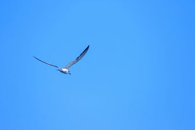 Low angle view of seagull flying in sky