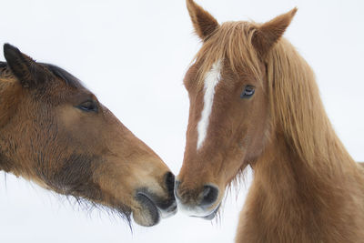 Close-up of a horse