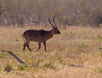 Deer on field