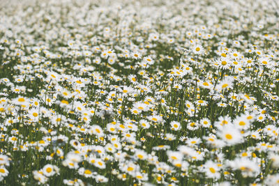 Full frame shot of flowering plants on field