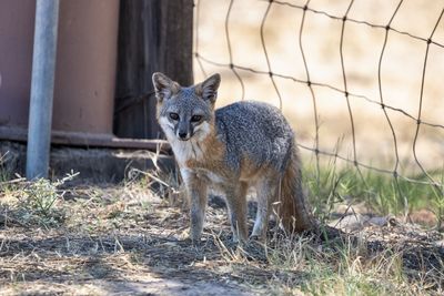 Catalina island fox sitting by a fence