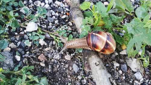 Close-up of snail on ground