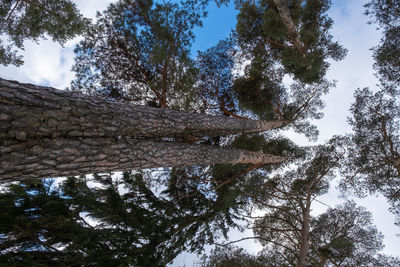 Low angle view of trees against sky