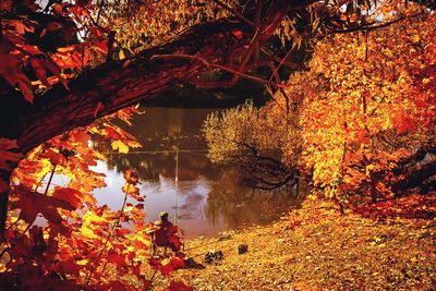 Reflection of trees on lake during autumn