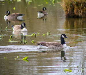 Ducks in a lake