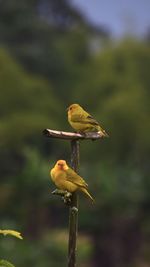 Yellow canaries