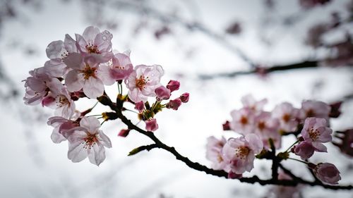Close-up of cherry blossoms in spring