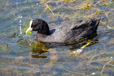 High angle view of duck swimming in lake