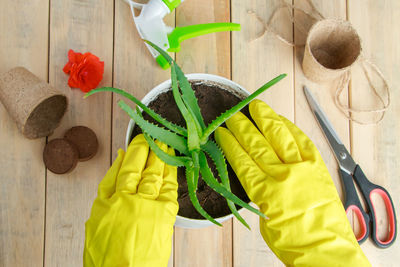 Woman transplants aloe vera plant. home gardening and flower growing. medicinal herb 