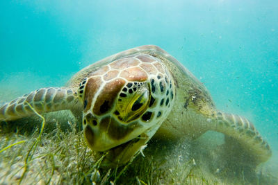 Extreme close-up of sea turtle eating grass underwater