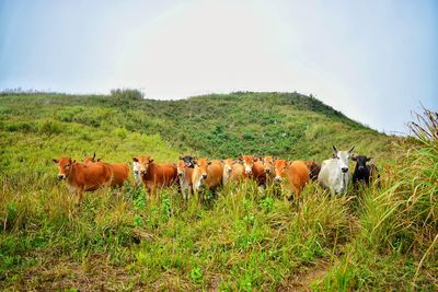 Cows standing in a field