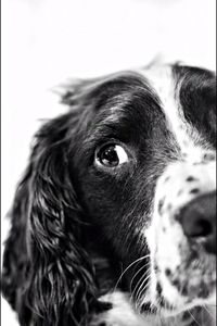 Close-up portrait of a dog