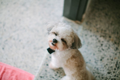 High angle view of dog sitting on man