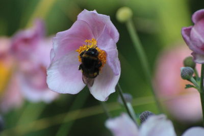 Close-up of bee pollinating on purple flower