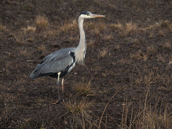 High angle view of gray heron on field