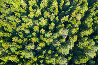 Aerial view of the primary forest cordova uvala in croatia